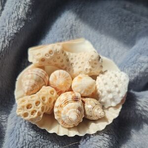 Natural Seashell Decorative Bowl - Cream and Tan Coastal Accents